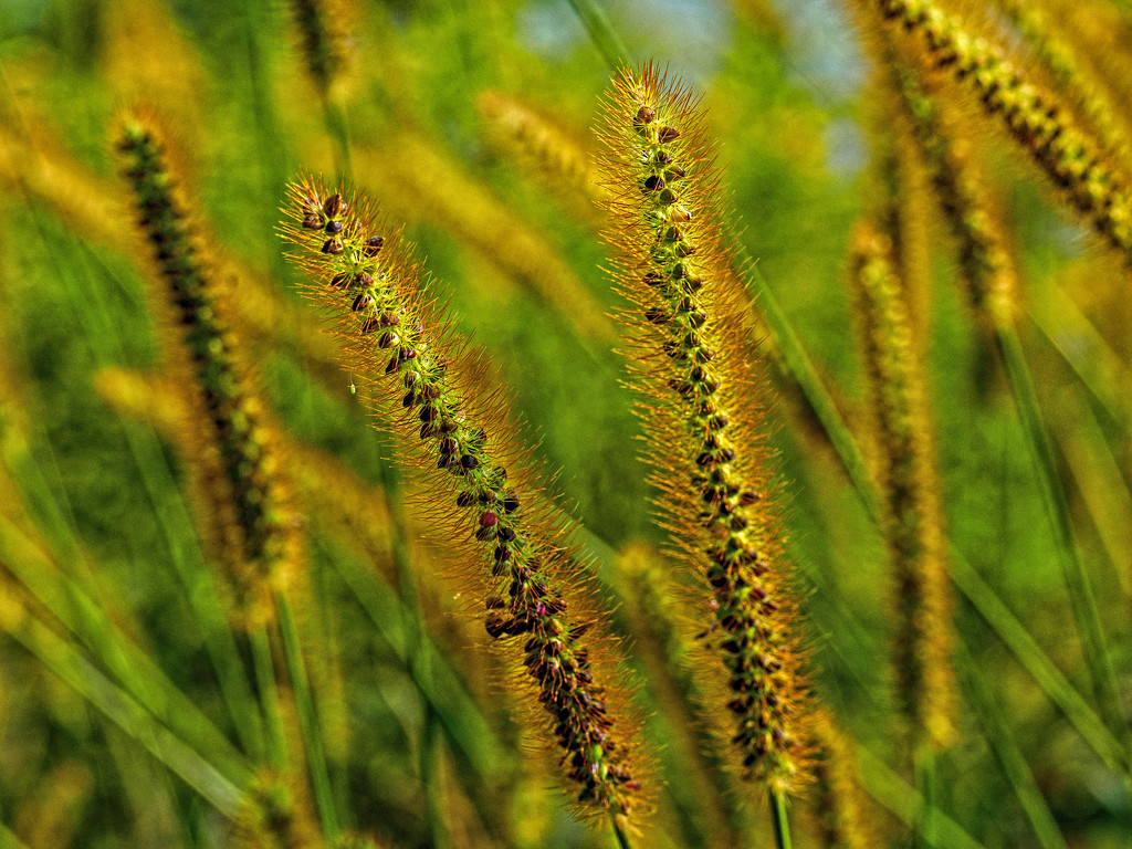 Grasses in the Sun and Wind by tosee