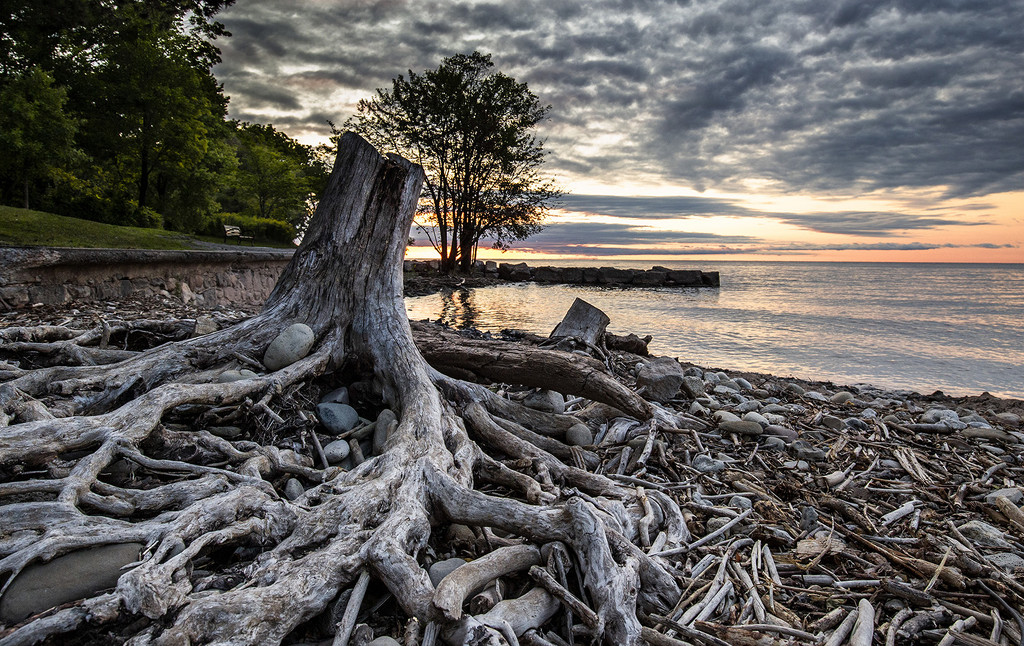 Twisted Lake Driftwood by pdulis