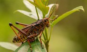 26th Aug 2020 - One More Eastern Lubber Grasshopper!