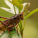 One More Eastern Lubber Grasshopper! by rickster549