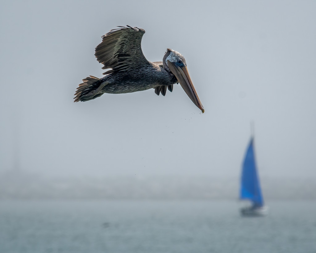 Pelican by nicoleweg