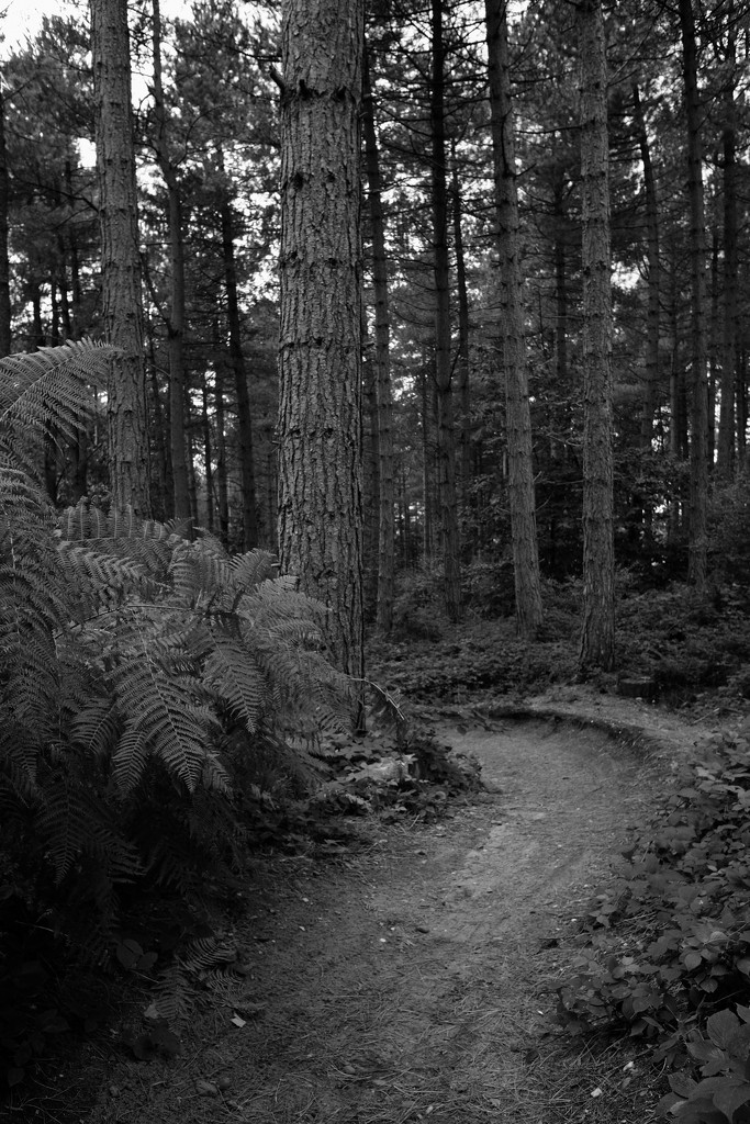 Pine Woods by allsop