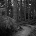 Pine Woods by allsop
