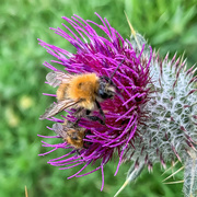 27th Aug 2020 - Two bees