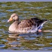 Grey Lag Goose by carolmw