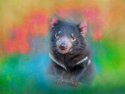 24th Aug 2020 - Tasmanian Devil 