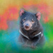 Tasmanian Devil  by gosia