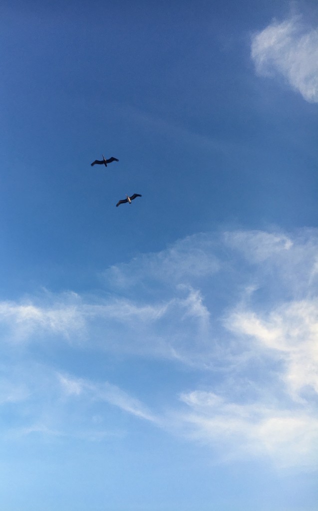 Sky Birds by wilkinscd