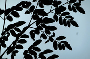 27th Aug 2020 - Moringa Leaves backlit