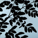 Moringa Leaves backlit by lilh