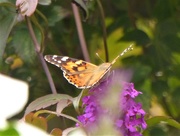 26th Aug 2020 -  Painted Lady 