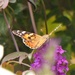  Painted Lady  by susiemc