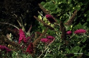 27th Aug 2020 - Butterfly Bush