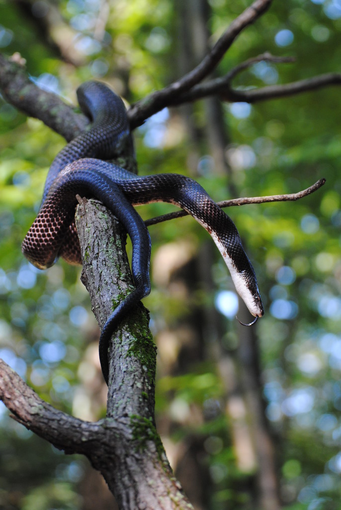 Day 234: Black Rat Snake by jeanniec57