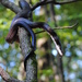 Day 234: Black Rat Snake by jeanniec57