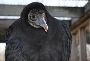 24th Aug 2020 - Day 237: Black Vulture