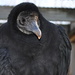 Day 237: Black Vulture by jeanniec57