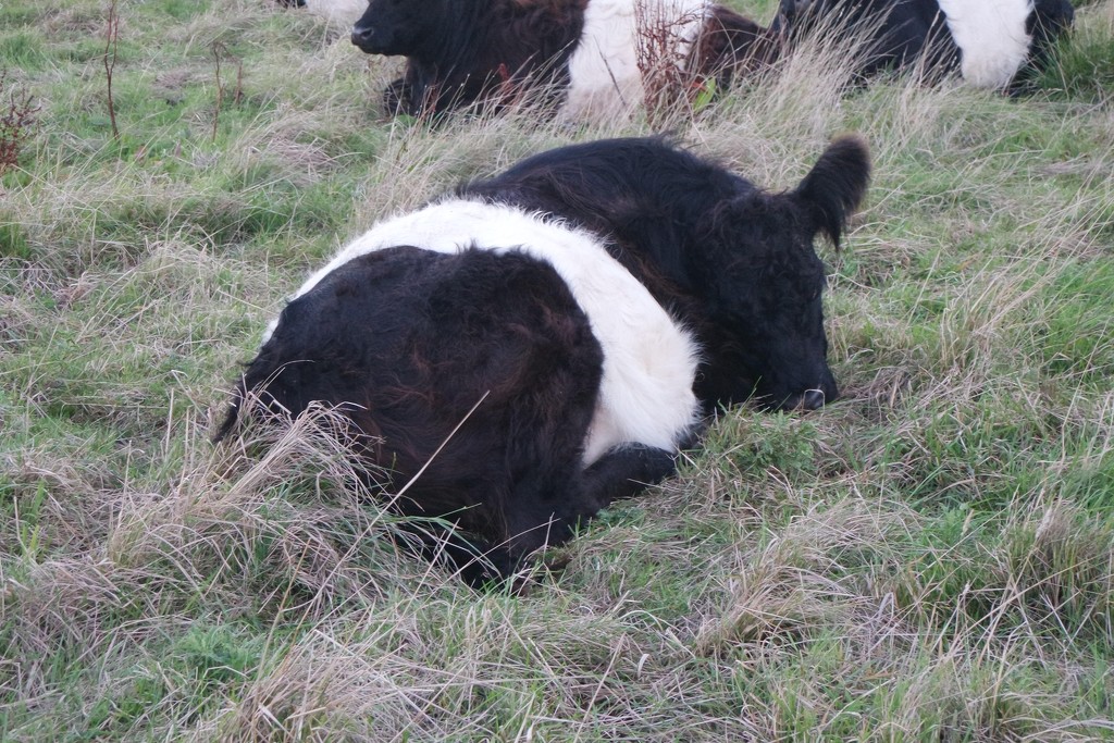 Let sleeping cows lie by mattjcuk