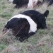 Let sleeping cows lie by mattjcuk
