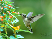 27th Aug 2020 - Hummingbird (female ruby-throated)