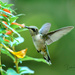 Hummingbird (female ruby-throated) by dridsdale