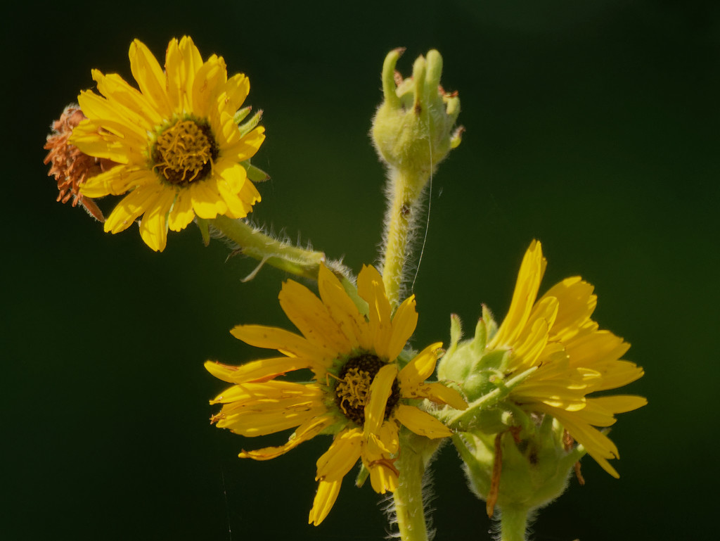 Compass plant by rminer