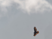 27th Aug 2020 - red-tailed hawk