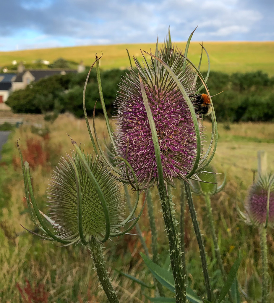 Teasel by lifeat60degrees
