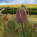 Teasel by lifeat60degrees