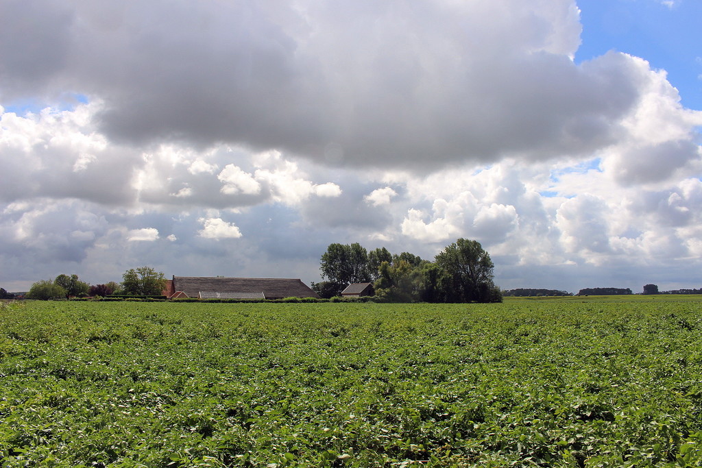 Beets, a farm and clouds  by pyrrhula