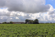 27th Aug 2020 - Beets, a farm and clouds 