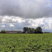Beets, a farm and clouds  by pyrrhula