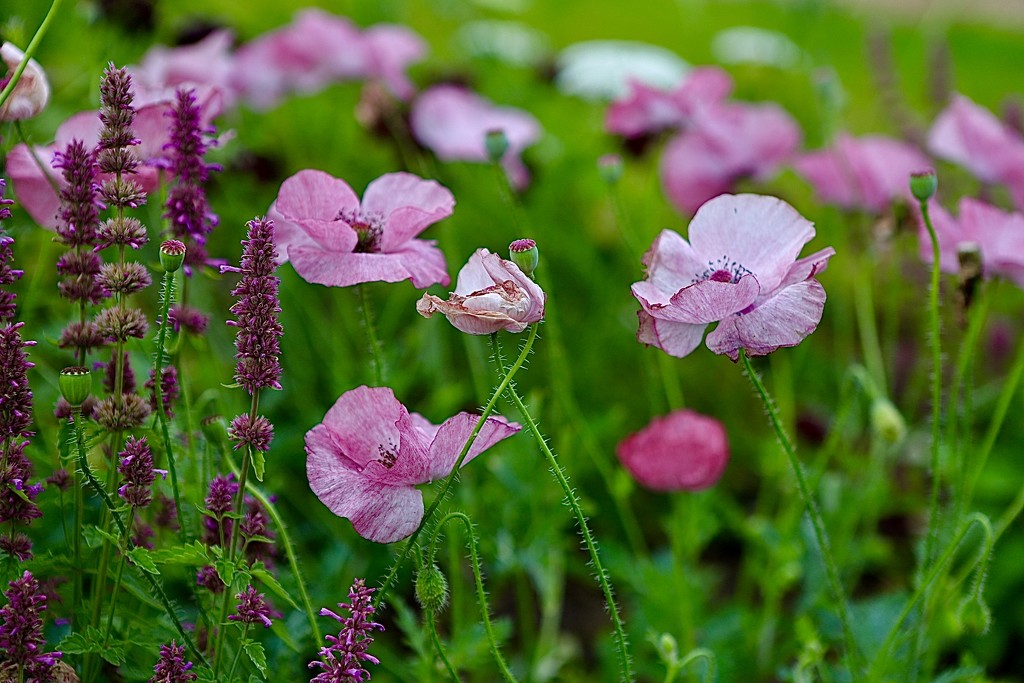 Pink Poppies by carole_sandford
