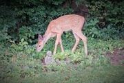 27th Aug 2020 - One of the twins is dining with the garden angel