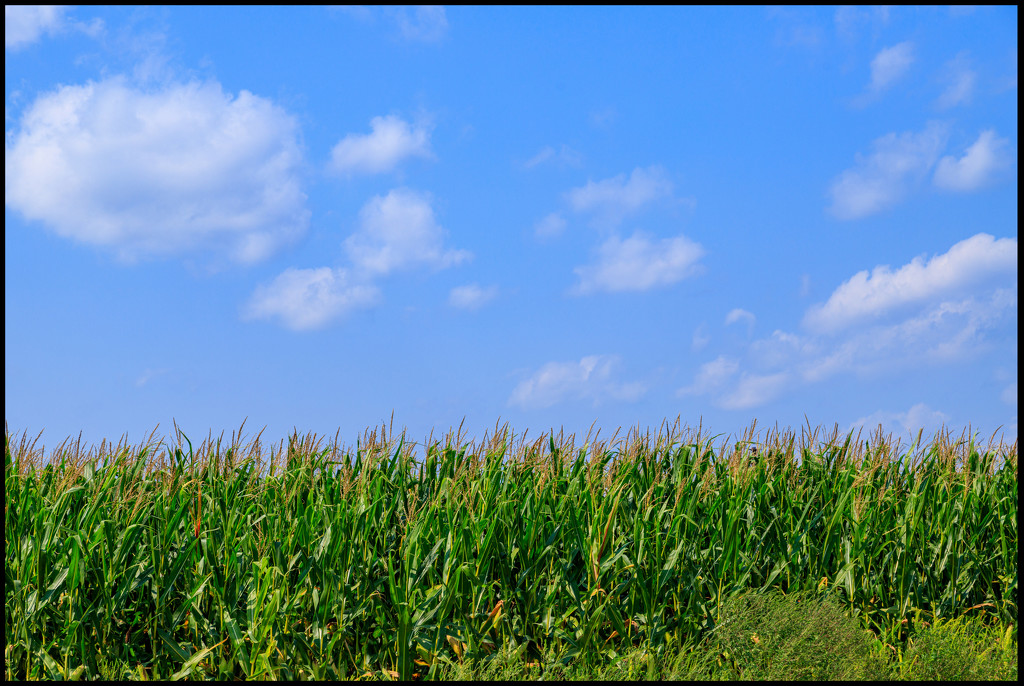 The Corn is as High as ... by hjbenson