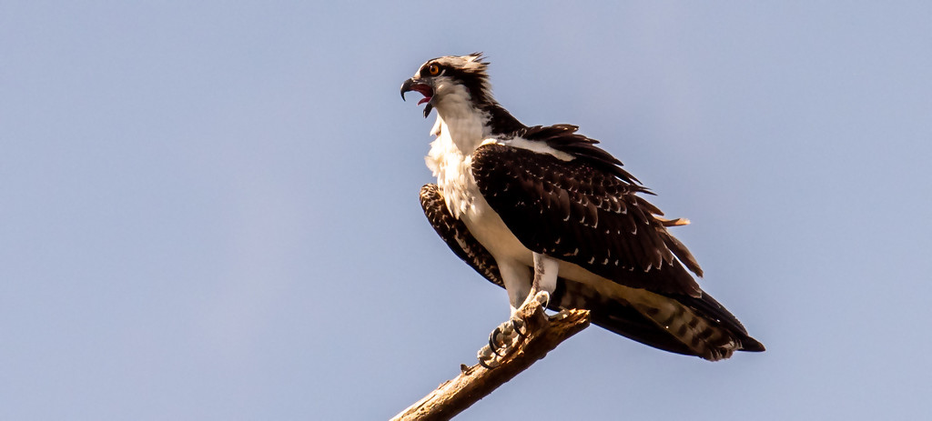 Baby Osprey Screaming for Food! by rickster549