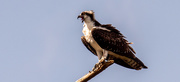 27th Aug 2020 - Baby Osprey Screaming for Food!