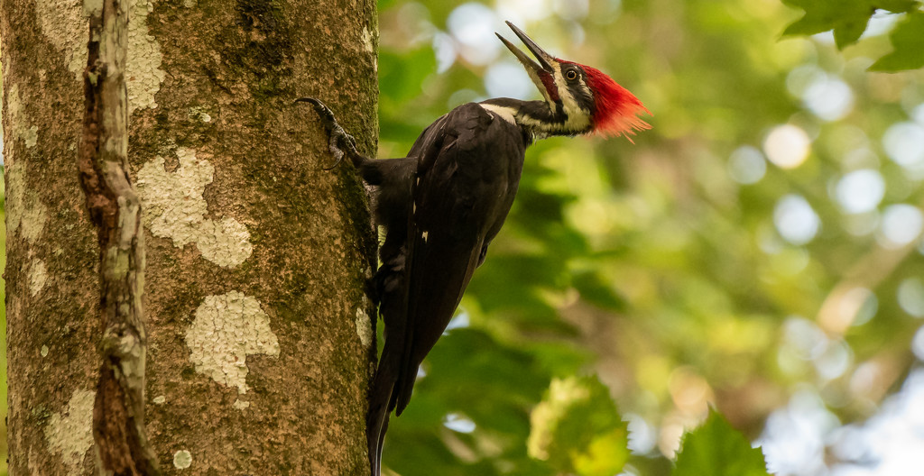 Male Pileated Woodpecker! by rickster549