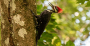 27th Aug 2020 - Male Pileated Woodpecker!