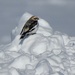 Snow Bunting by sunnygreenwood