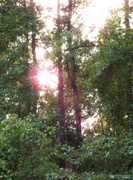 28th Aug 2020 - Sunset through the trees...