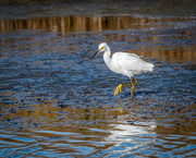 27th Aug 2020 - Snowy Egret at Sunset