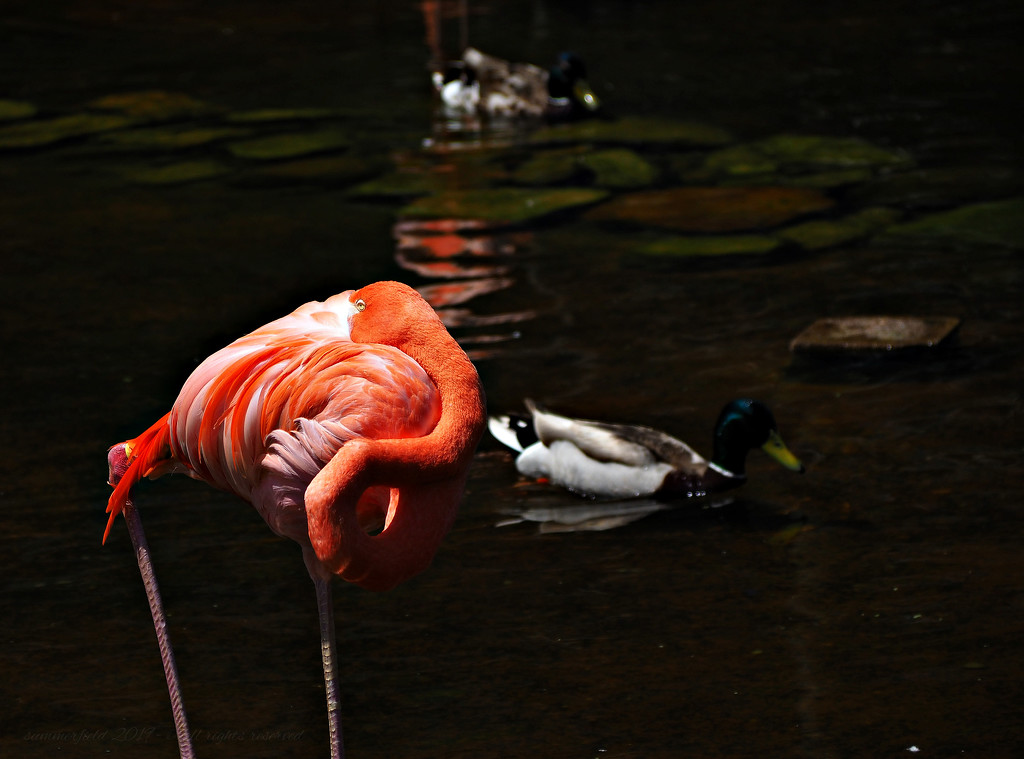 a flamingo wanna-be by summerfield