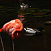 a flamingo wanna-be by summerfield