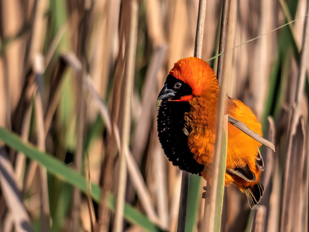  Red Bishop by ludwigsdiana