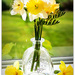 Daffodil Day 2020 by julzmaioro