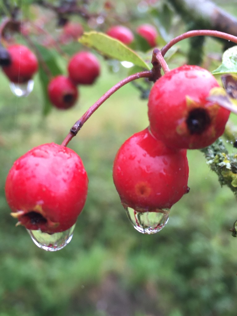 Raindrops on Rosehips....... by 365anne