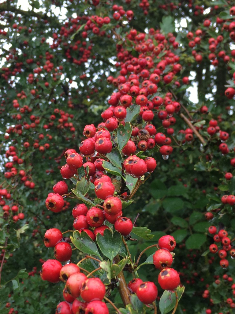 A whole bough of hawthorne berries by 365anne
