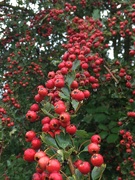 28th Aug 2020 - A whole bough of hawthorne berries