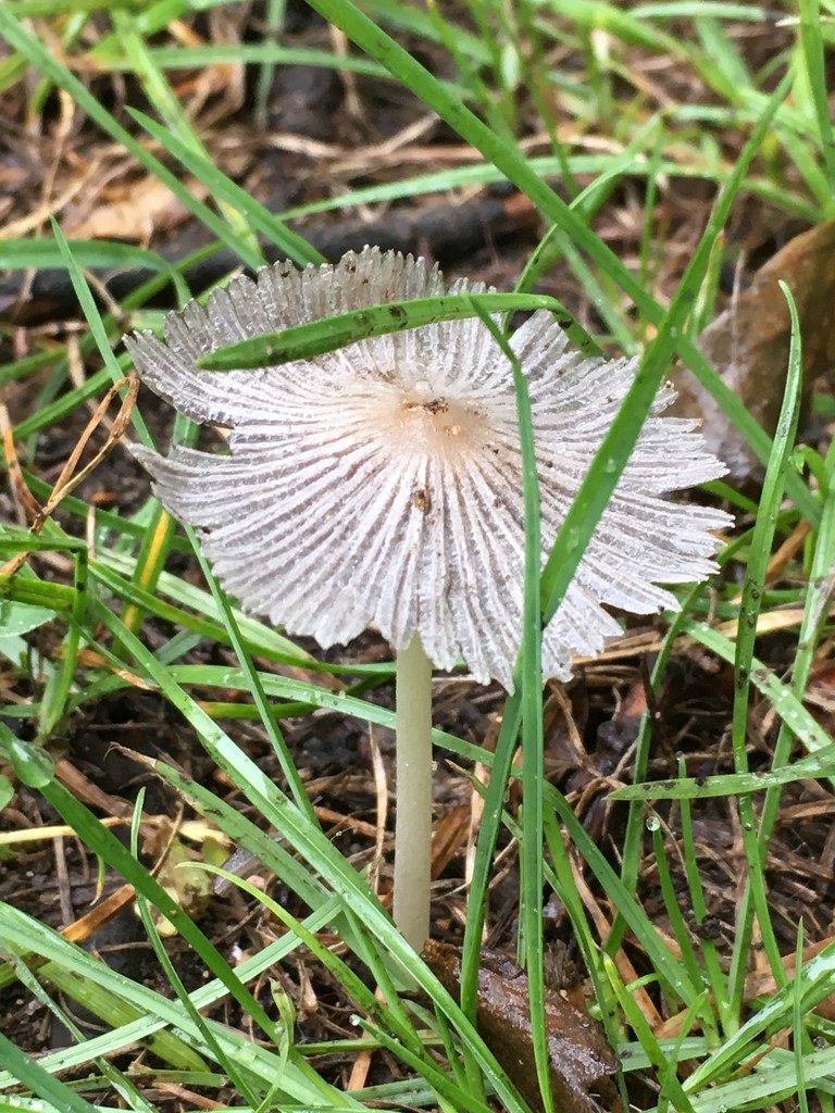 A tiny fungi in the rain by 365anne